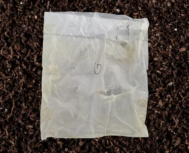 Earthya bag at Week 1, still fully intact in soil